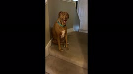 The dog has an amazing look and does not want to play ball