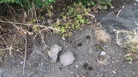 Elderly gran spooked after human skull and bones dumped in her garden by BADGERS