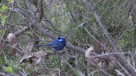 Truly Splendid Australian Fairywrens enjoying their bath together