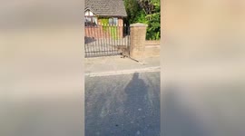 Lorry driver stunned after spotting a wallaby roaming a Lancashire village