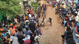 Enraged bull gores Indian spectators