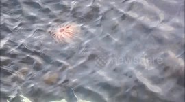 Jelly Fish At Greencastle Harbour Co, Donegal