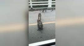 Baby monkey found with head stuck in plastic jar in Thailand