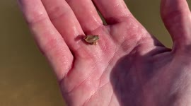 US man finds prehistoric shrimp that resemble mini horseshoe crabs