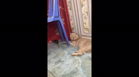 Tom and jerry real life version! Cute cat when timidly playing with the mouse