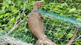 Giant monitor lizard gets trapped in net in central India, rescued