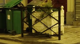 Clumsy rat falls from barrier while trying to climb to access Paris trash can