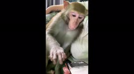 Pet monkey content as it scrolls through videos on TikTok