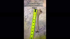 Couple find bizarre collection of BONES while renovating home