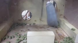 Giraffe shows off its long tongue by reaching through holes in feed box