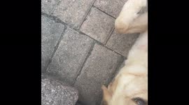 Lilly the most forgiving Dog