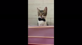 what would happen if the kittens repeated the movie Titanic