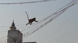 Monkeys mastered the art of crossing buildings using electrical wires, some were even seen resting on the wires.