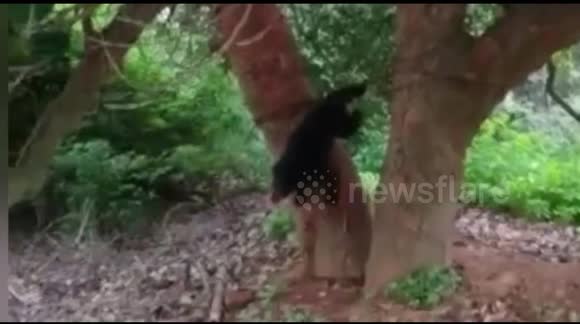 Grumpy little bear rescued after taste for jackfruit leaves it hanging from a tree in India