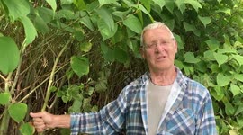 Angry locals fear Japanese knotweed will knock thousands of pounds of properties' value