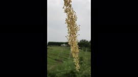 Hundreds of young mantises swing in the air to avoid the attack of ants