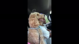 Boyfriend and dog play fight in the car