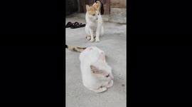 Male Cat Waiting for Chance to Make Love