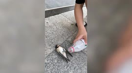Good Samaritan passerby revives swallow that fainted during heat wave in China