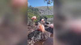 Flamingos return to Galapagos Island after 20-year absence