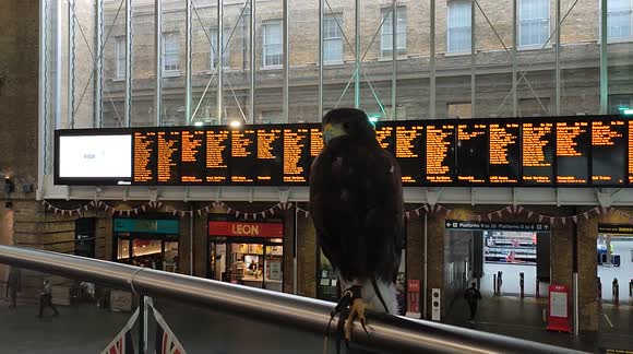 Harris Hawk from City Hawk London patrolling King's cross train station