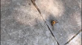 The battle between the wasp and the cicada