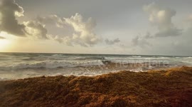 Sea Turtle Hatchlings Trapped in Sargassum Seaweed Causing Concern and Confusion Among South Florida Residents