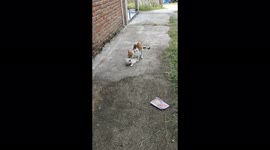 The Position of Cats While Having Sex