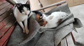 Cats Kissing and Hugging Each Others on Long Chair and Ignoring The Situation