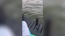 Terrifying moment as group of friends discover they had been swimming for hours with a 6.5 FOOT ALLIGATOR