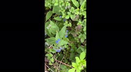 London mum saves £30 on weekly food shop by FORAGING for food in local area Part 3