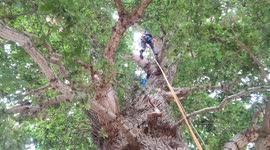Protesters occupy 600-year-old oak tree to prevent it from being cut down
