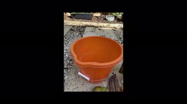 Woman makes giant ice lolly for pet HORSES and their reaction is adorable Part 1