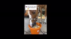 Woman makes giant ice lolly for pet HORSES to help them stay cool during summer