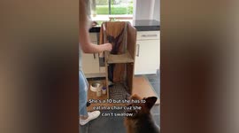 A woman built a special high chair for her German Shepherd who's unable to swallow food