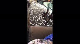 Kitten Scared of Couch