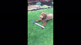Goldendoodle Holds Sword