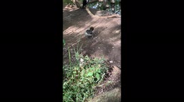 Bird Poops at Zoo