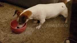 Dachshund Barks at Bowl