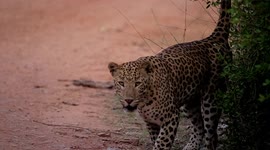 Jaipur Century leopard pee on the tree in slow motion