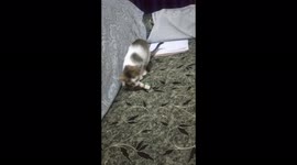 Playing Kitten