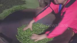 The woman used her bare hands to turn the tea leaves on a hot pan over 100 degrees Celsius to dry the tea leaves