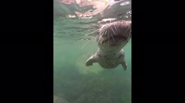 UK diver receives 'kiss' from curious seal