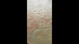 The man drumming calls for thousands of carp to float to the surface water
