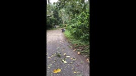 The terrible tornado caused thousands of trees to fall in the northern mountainous region of Vietnam