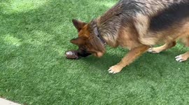 German Shepherd friendly with turtle