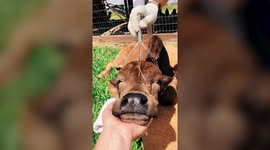 Meet the cows who live a life of luxury with regular spa days