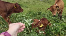 Cute calves from Slovenia, Velika Planina in 2022 #1