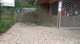 Georges peacock close up 1