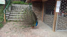 Georges peacock close up 3